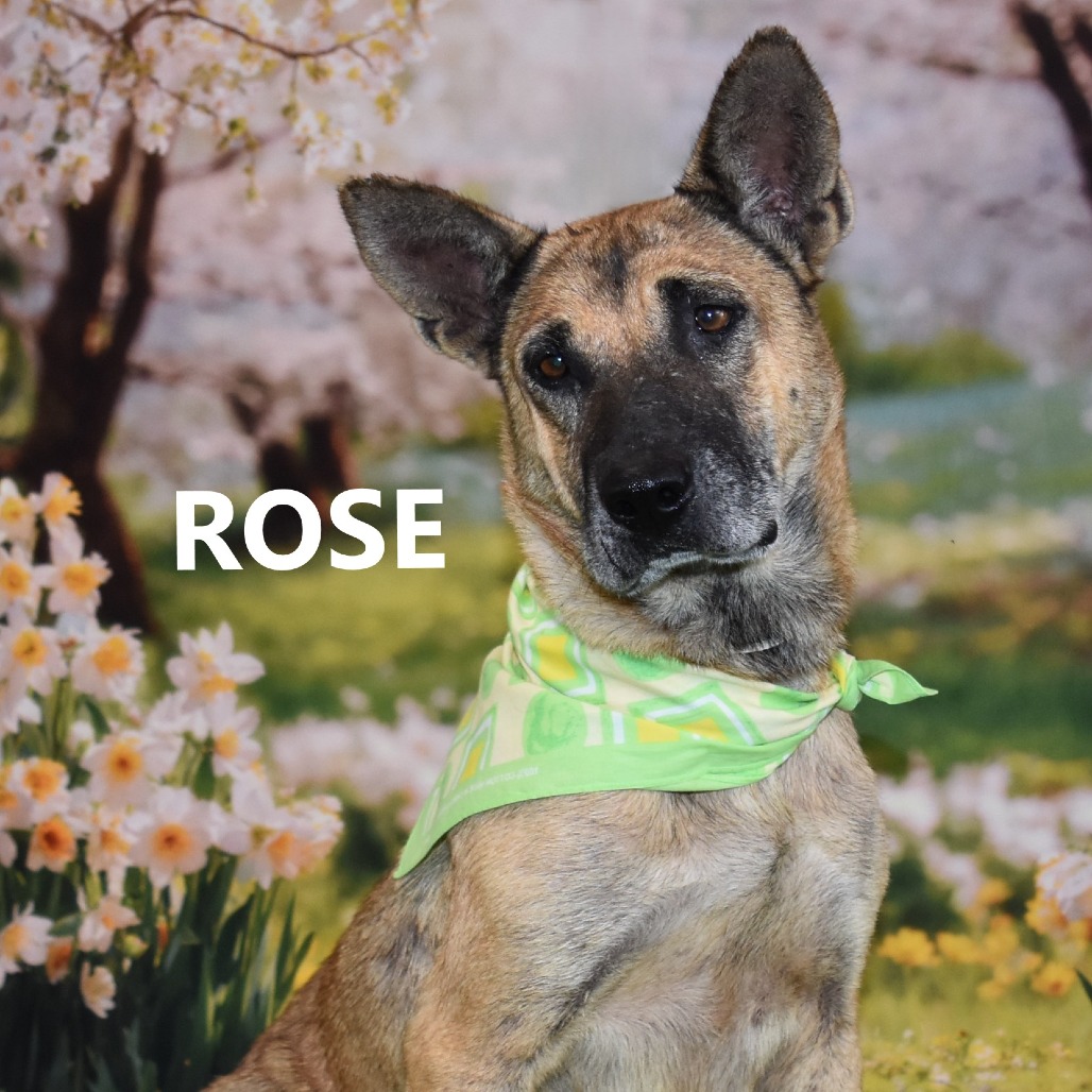 Rose