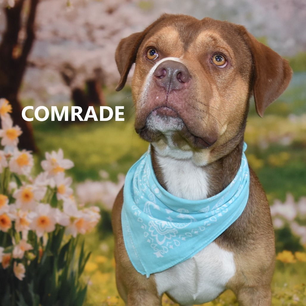 Comrade