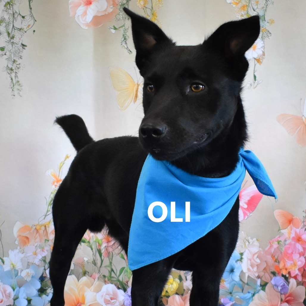 Oli