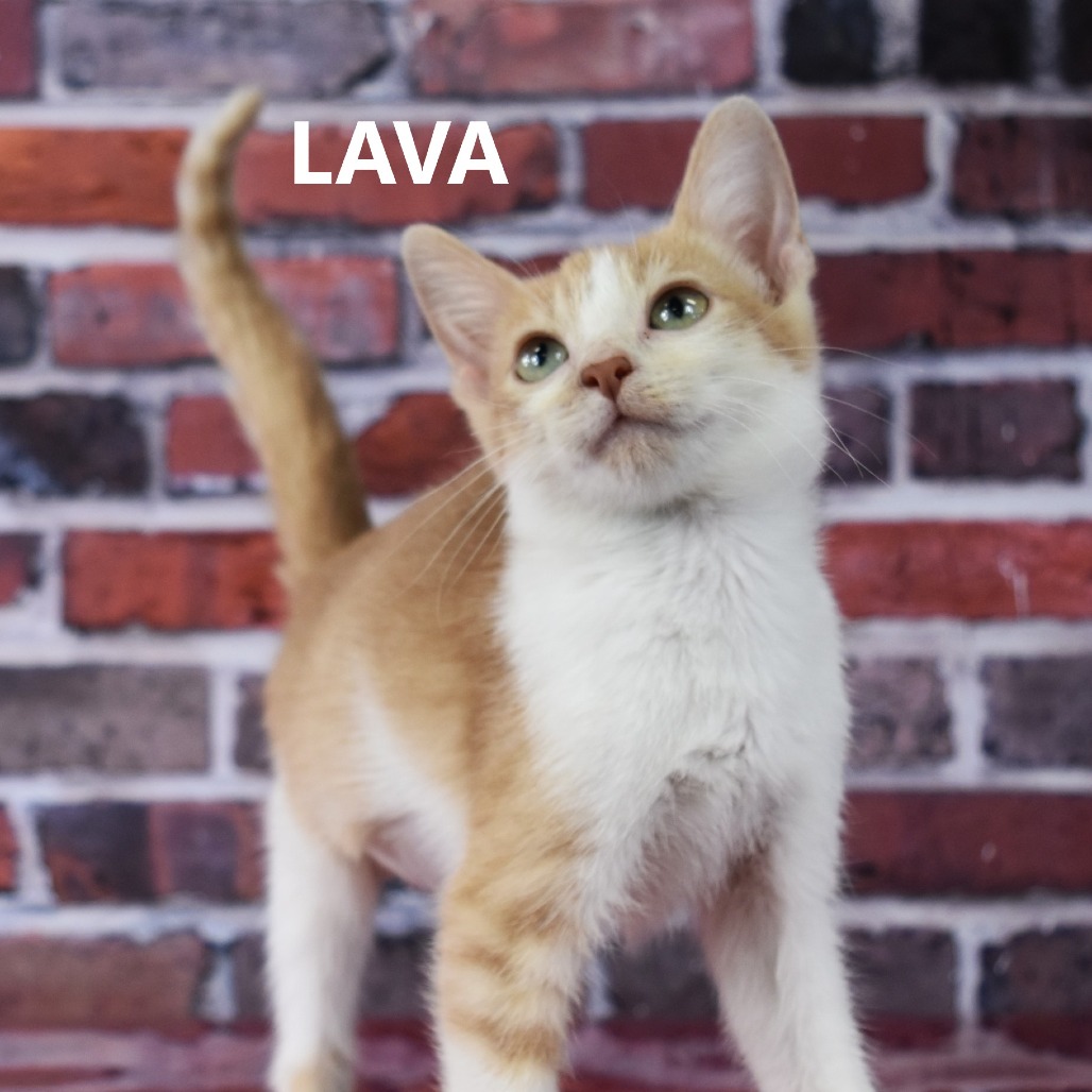 Lava