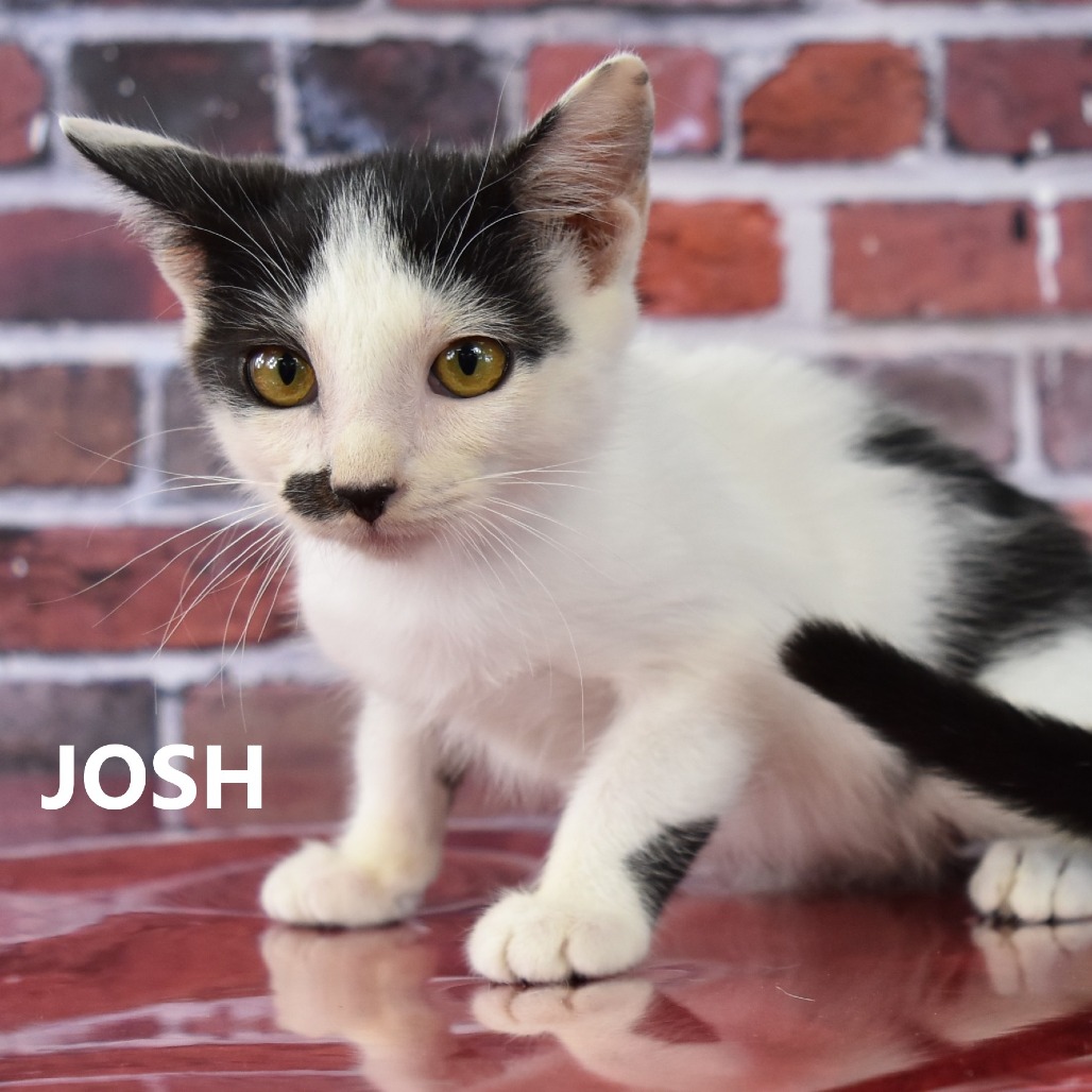 Josh/Stash