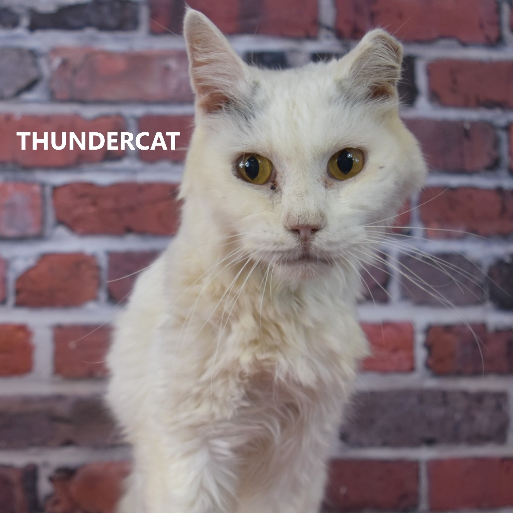 Thundercat