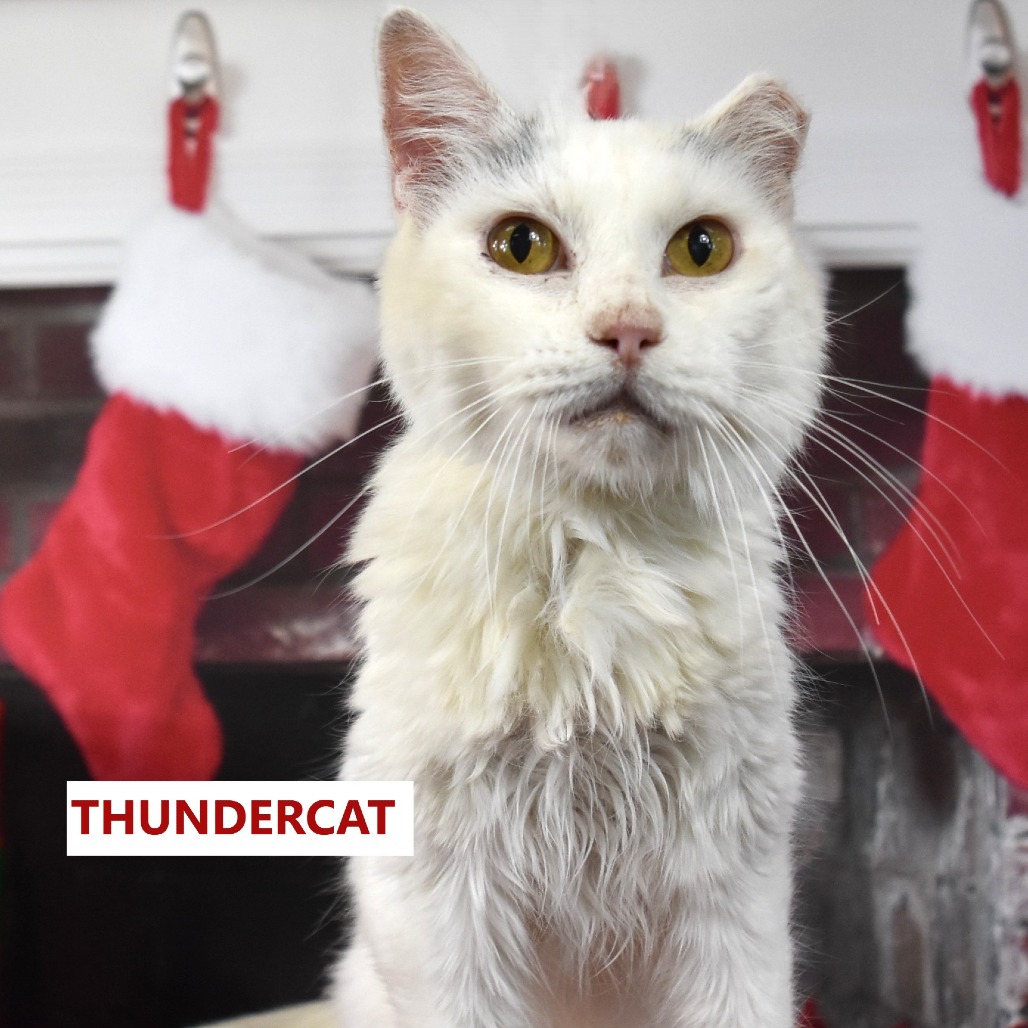 Thundercat