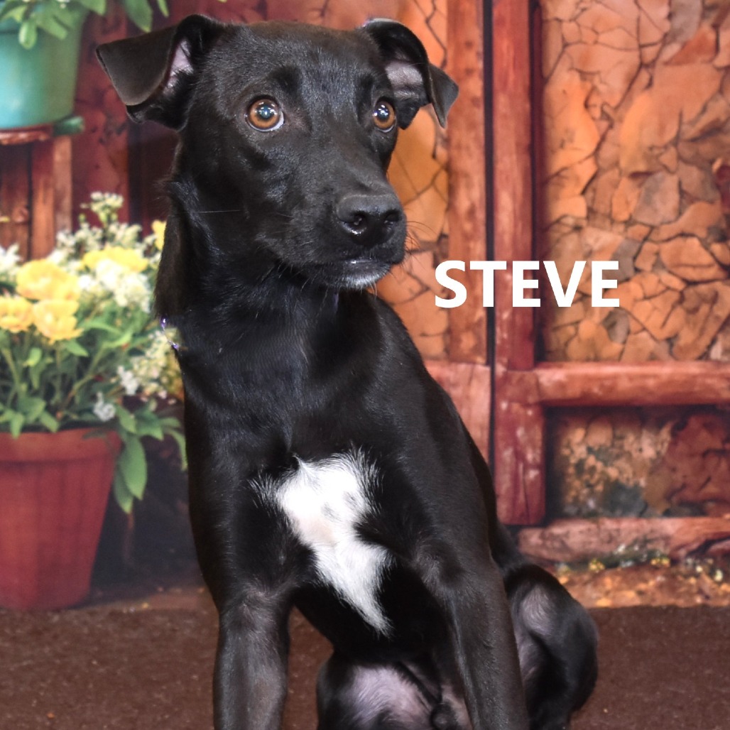 Steve