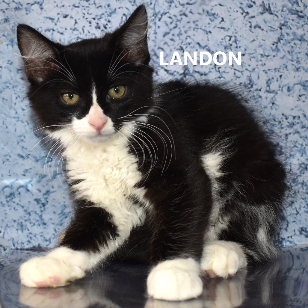 Landon
