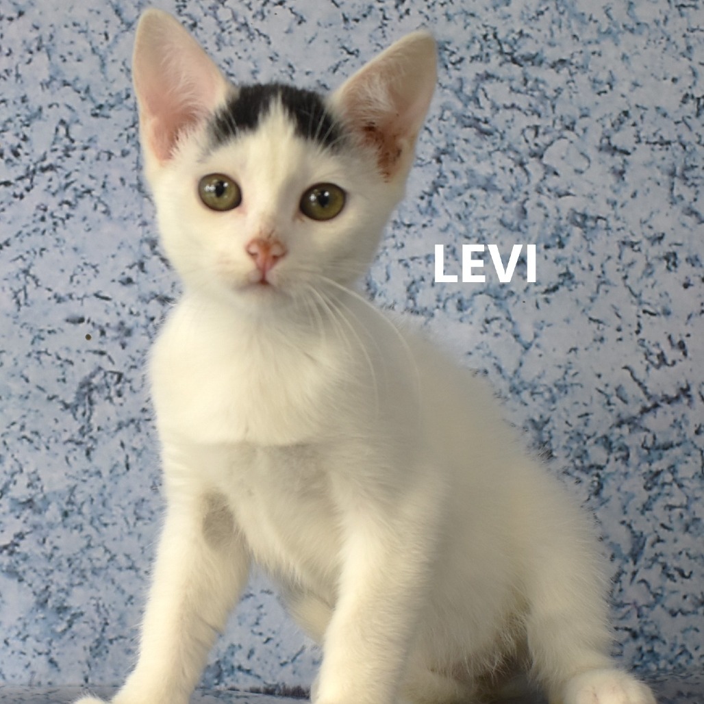 Levi