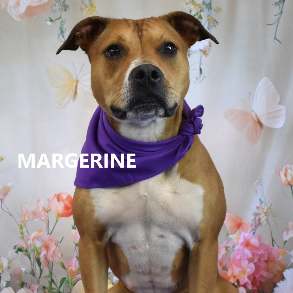 Margerine