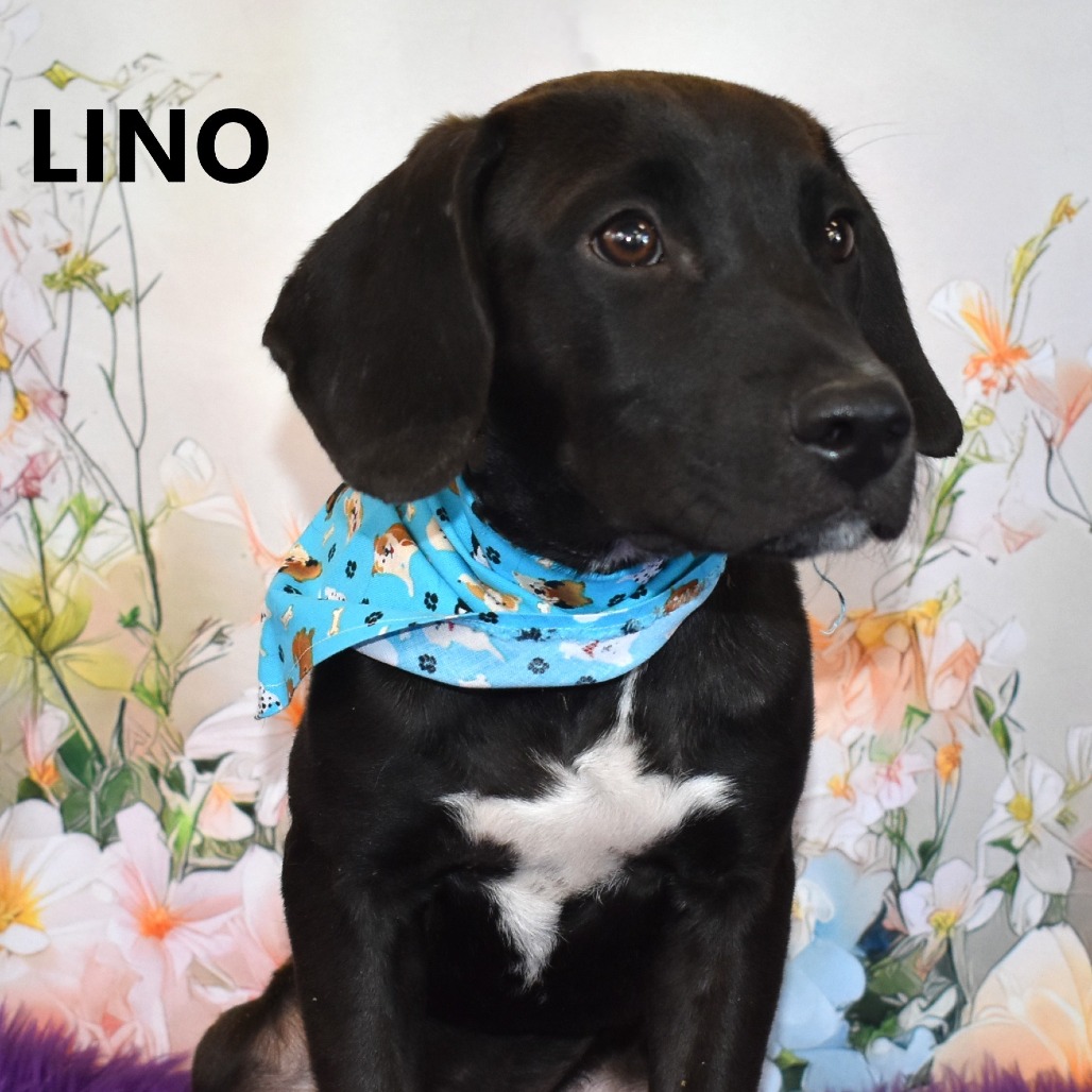 Lino