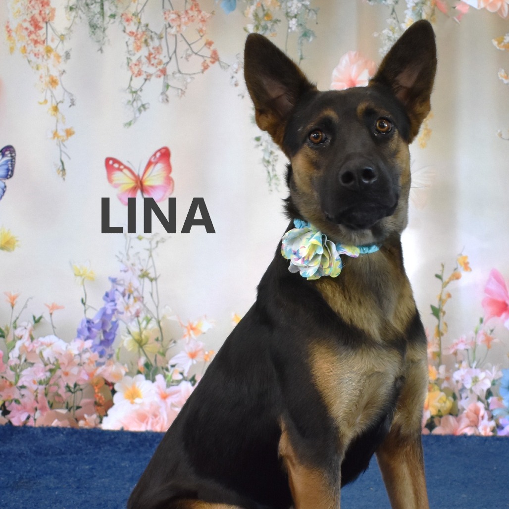 Lina