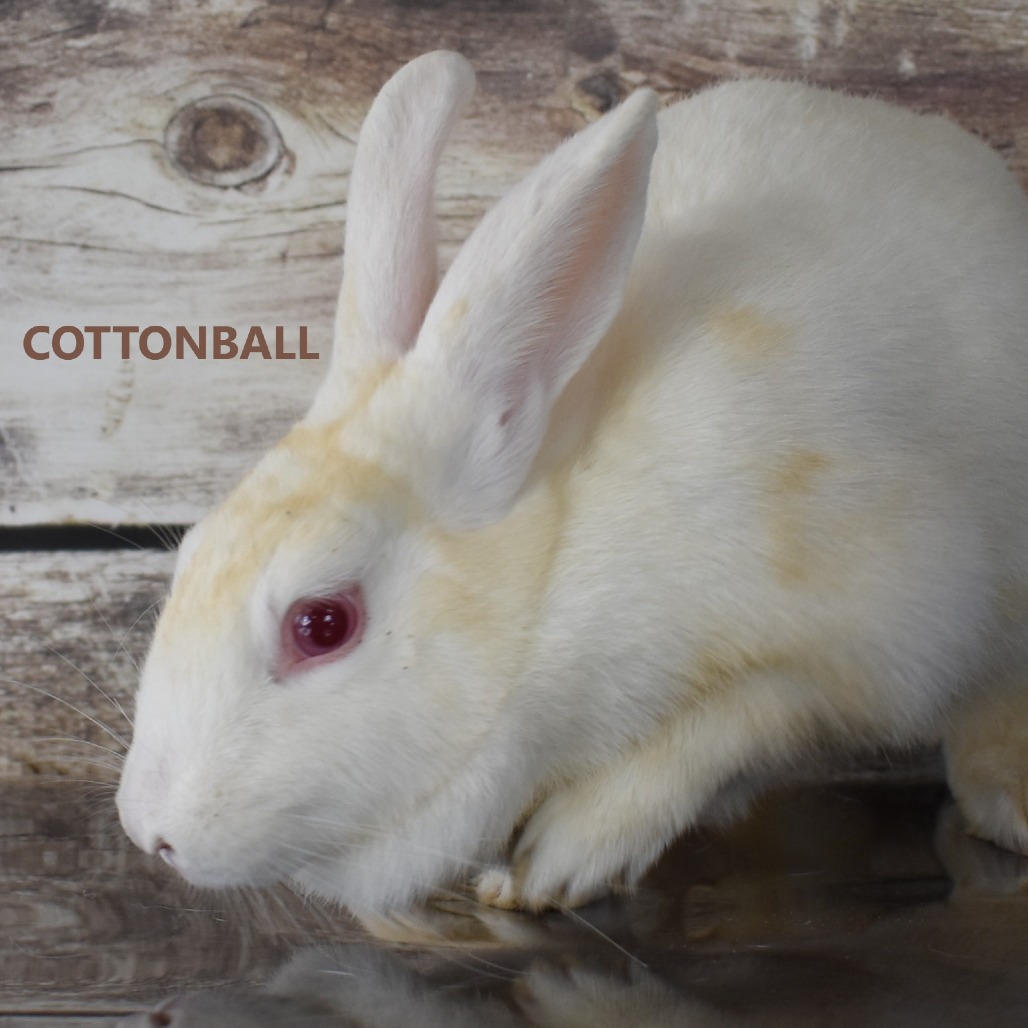 Cottonball