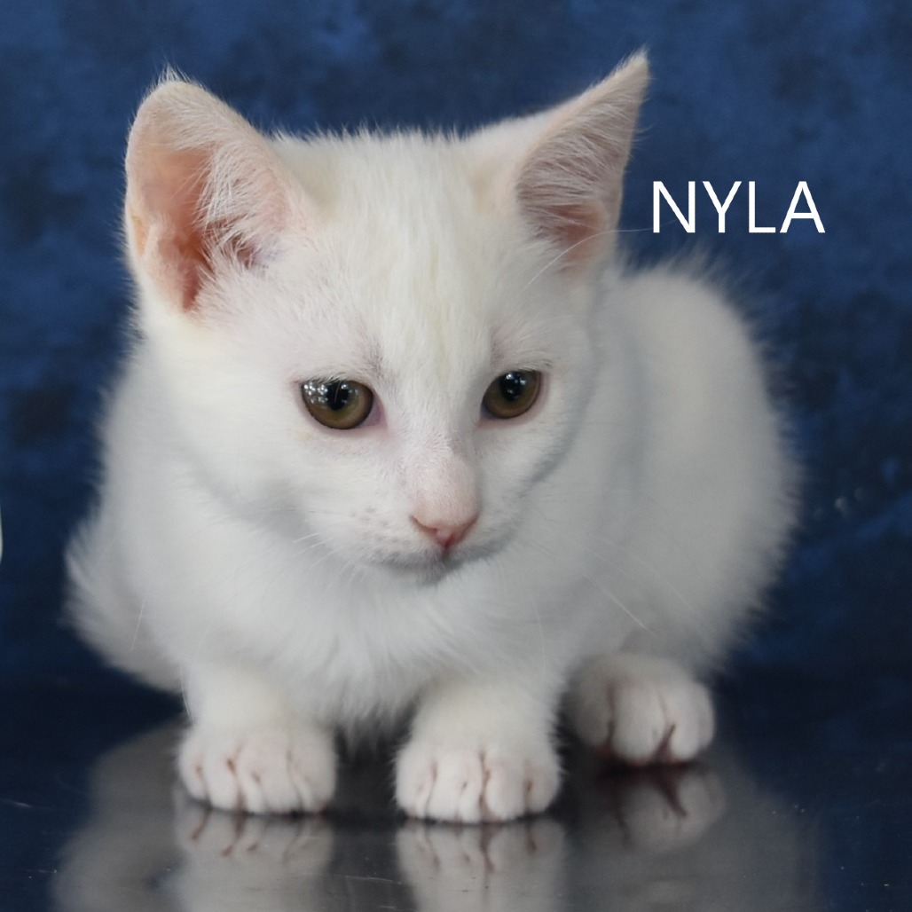 Nyla