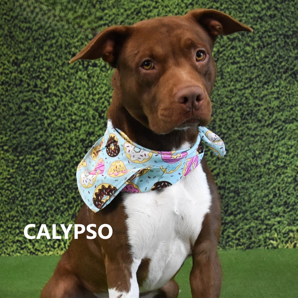 Calypso 