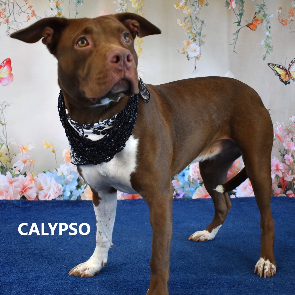 Calypso 
