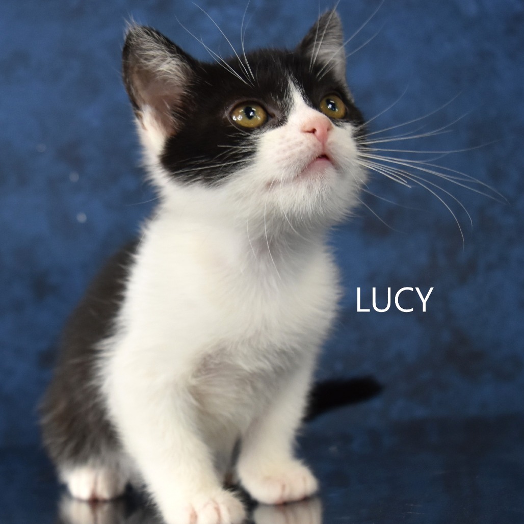 Lucy