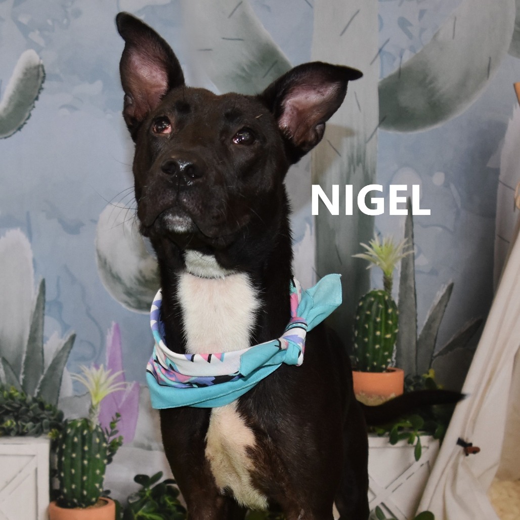 Nigel 
