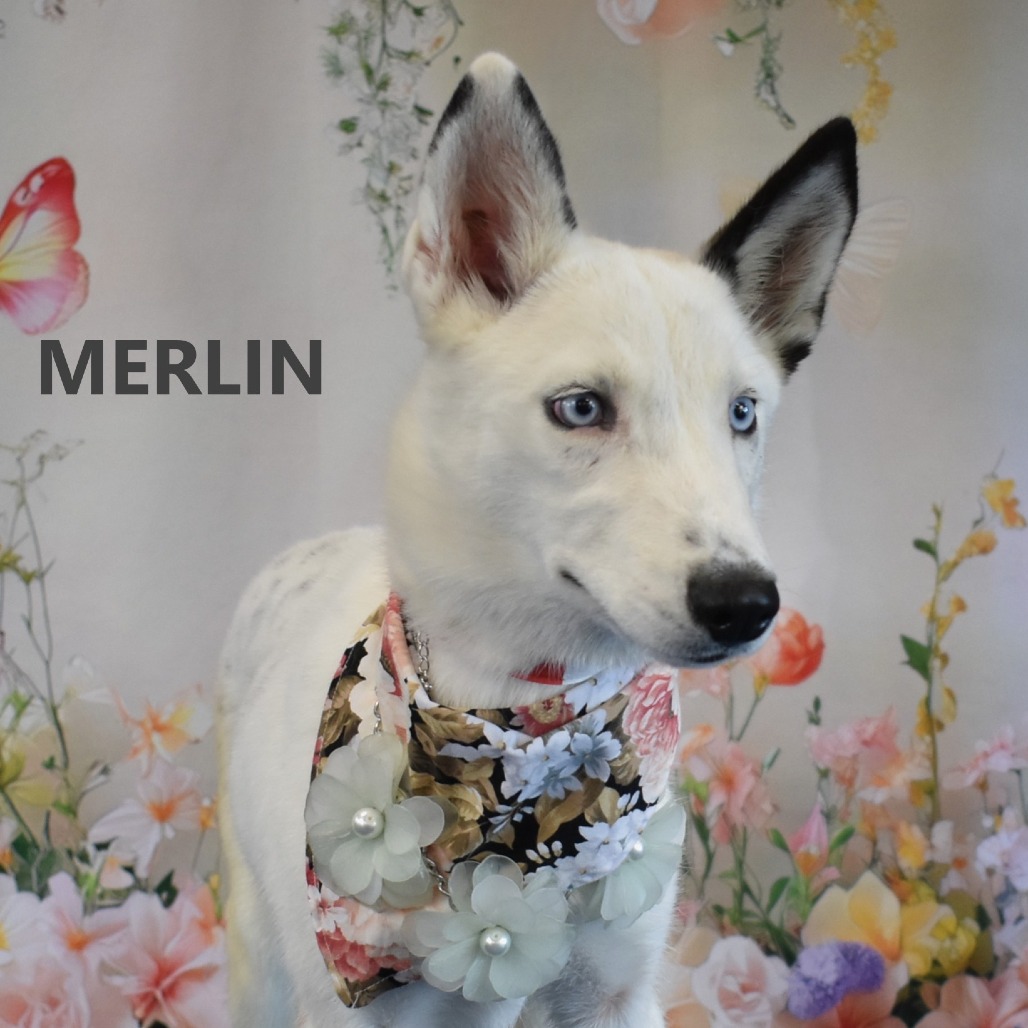 Merlin