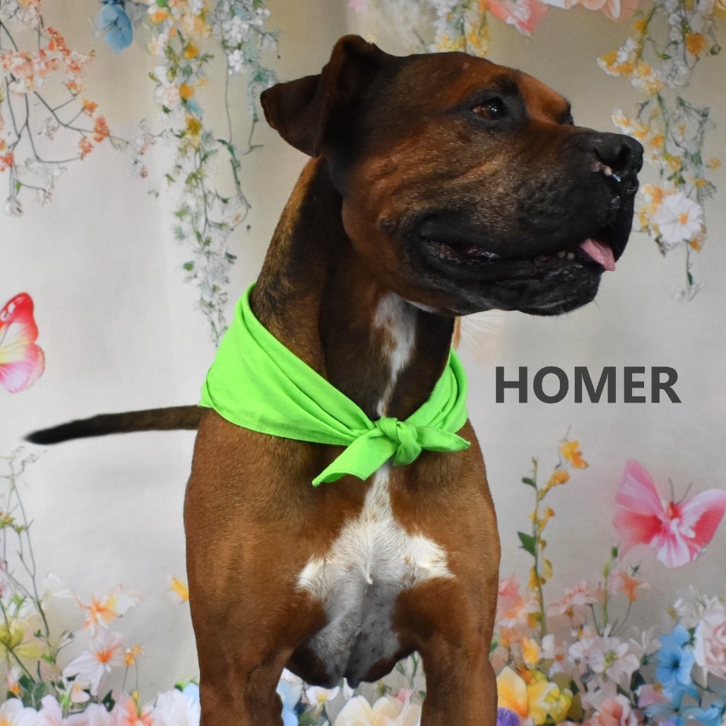 Homer 