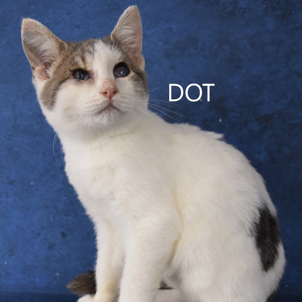 Dot