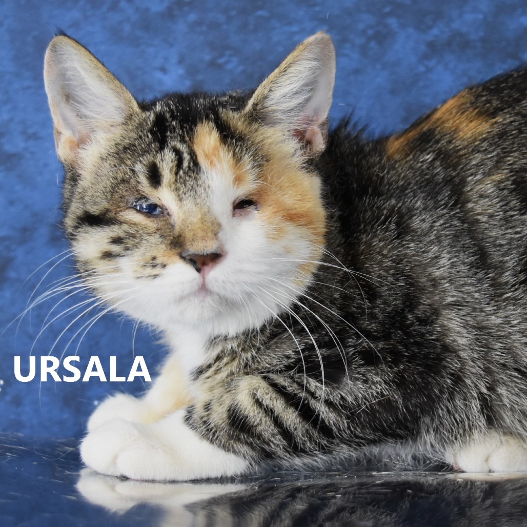 Ursala