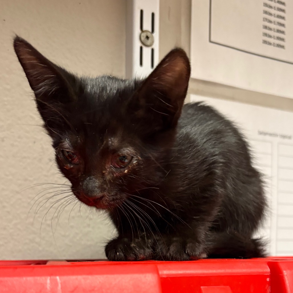 Salem