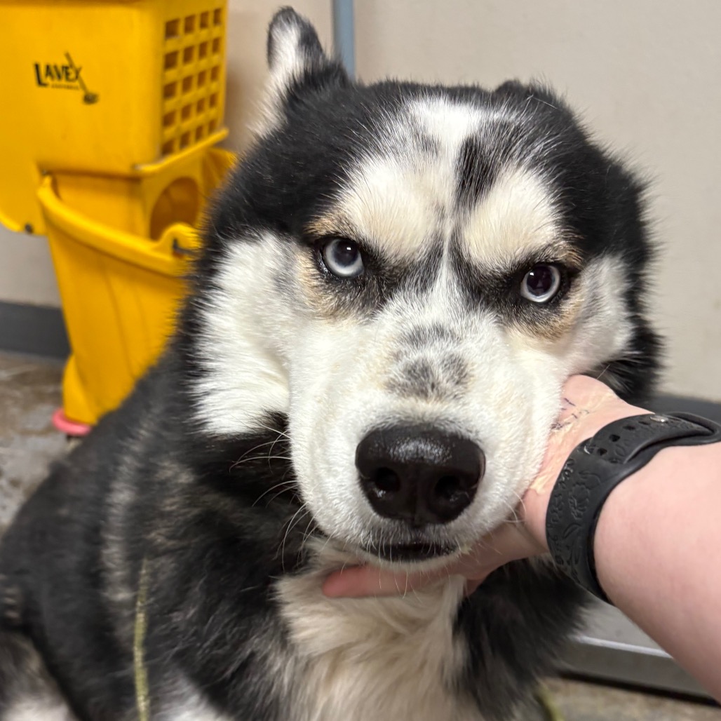 loki