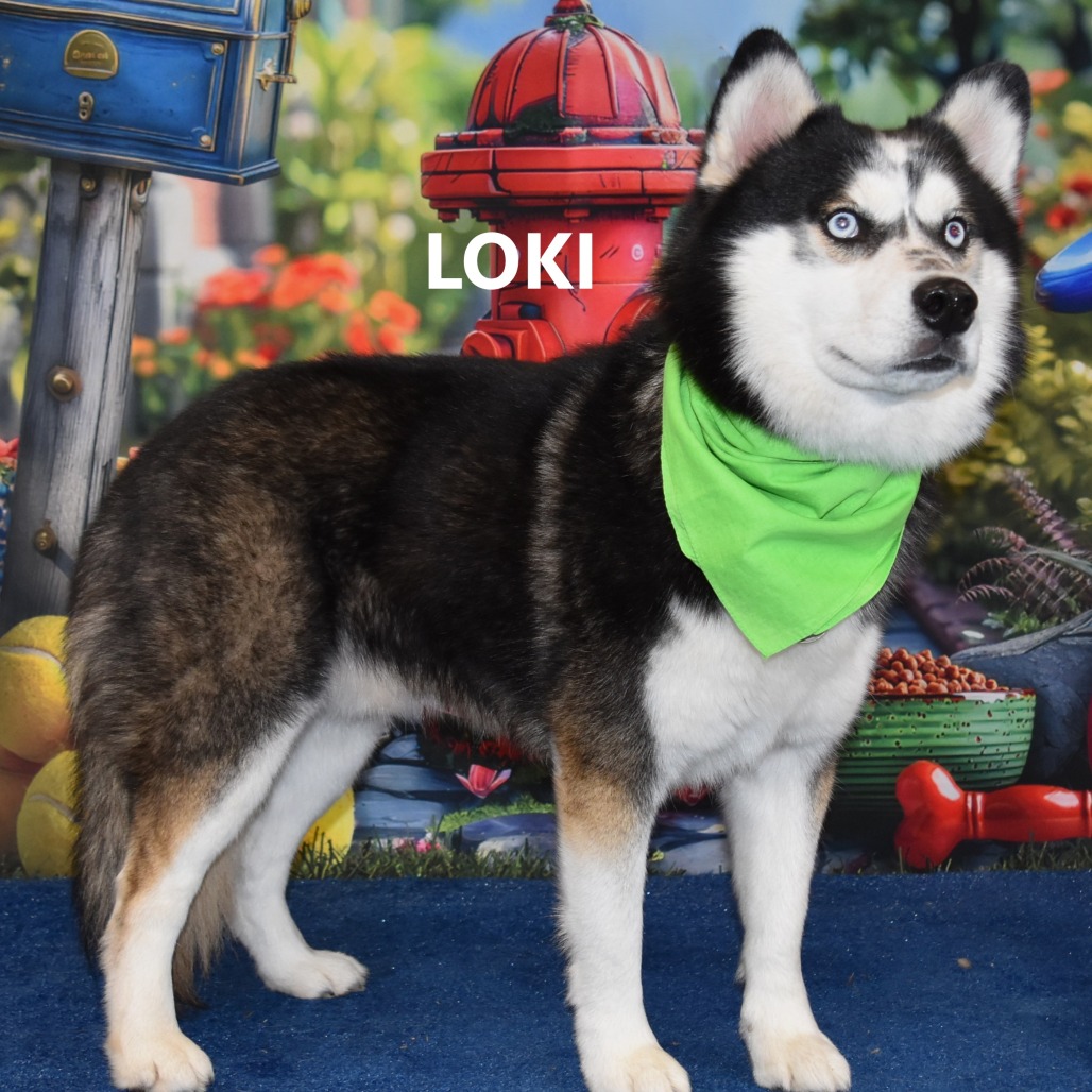 loki