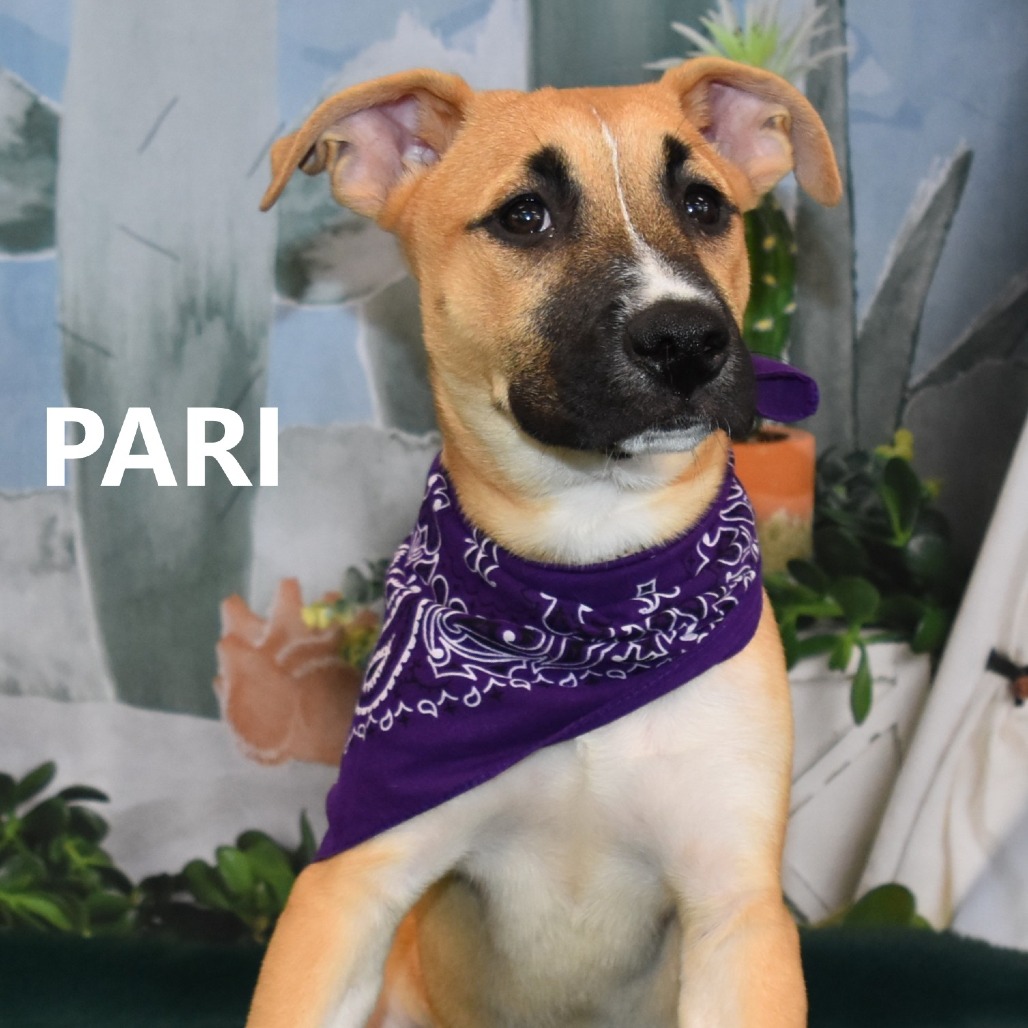 Pari 