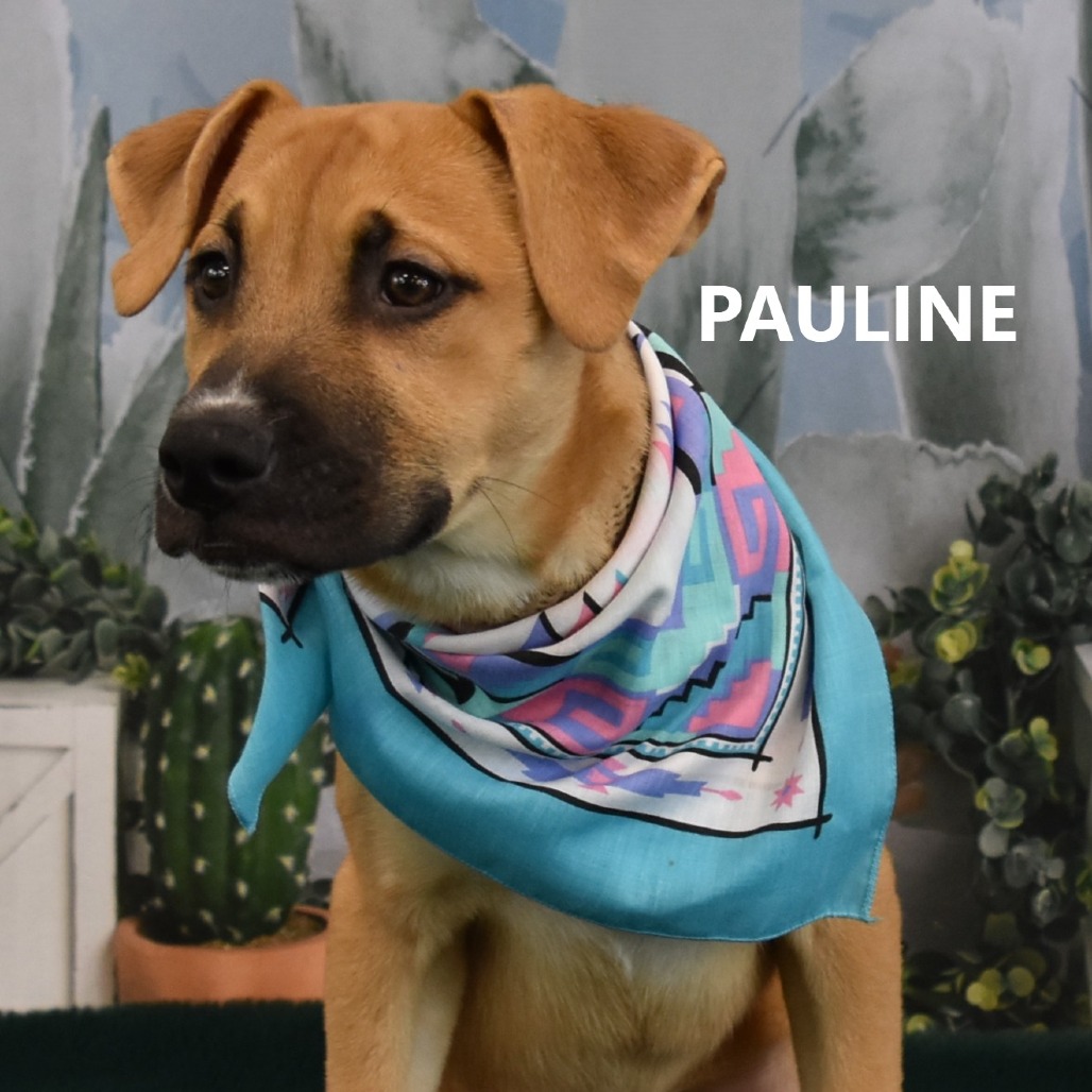 Pauline 