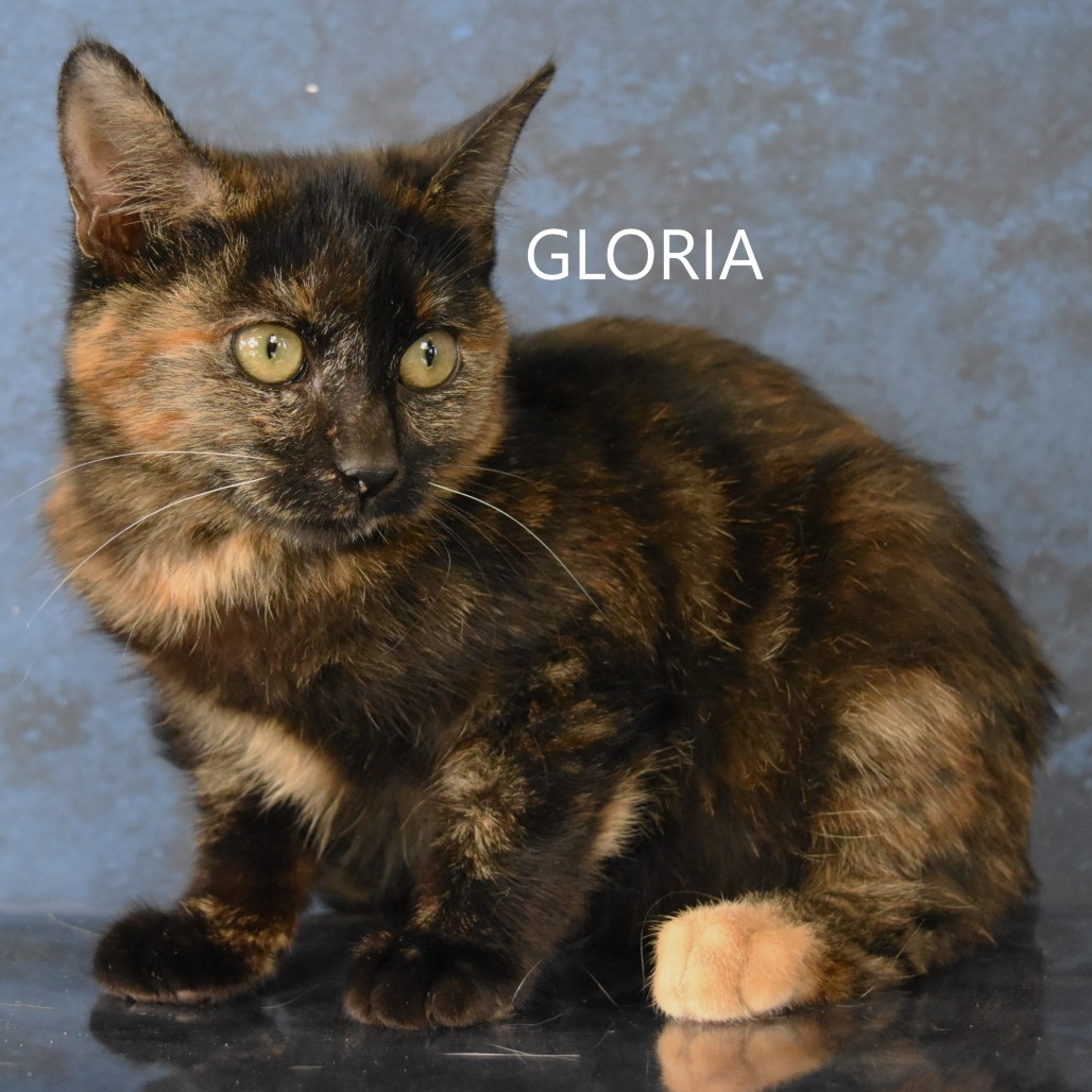 Gloria 