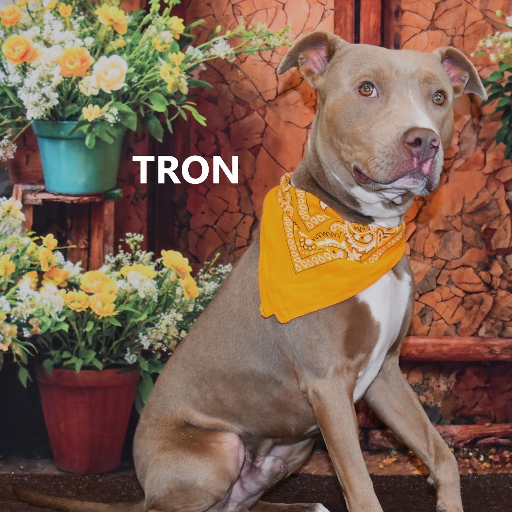 Tron
