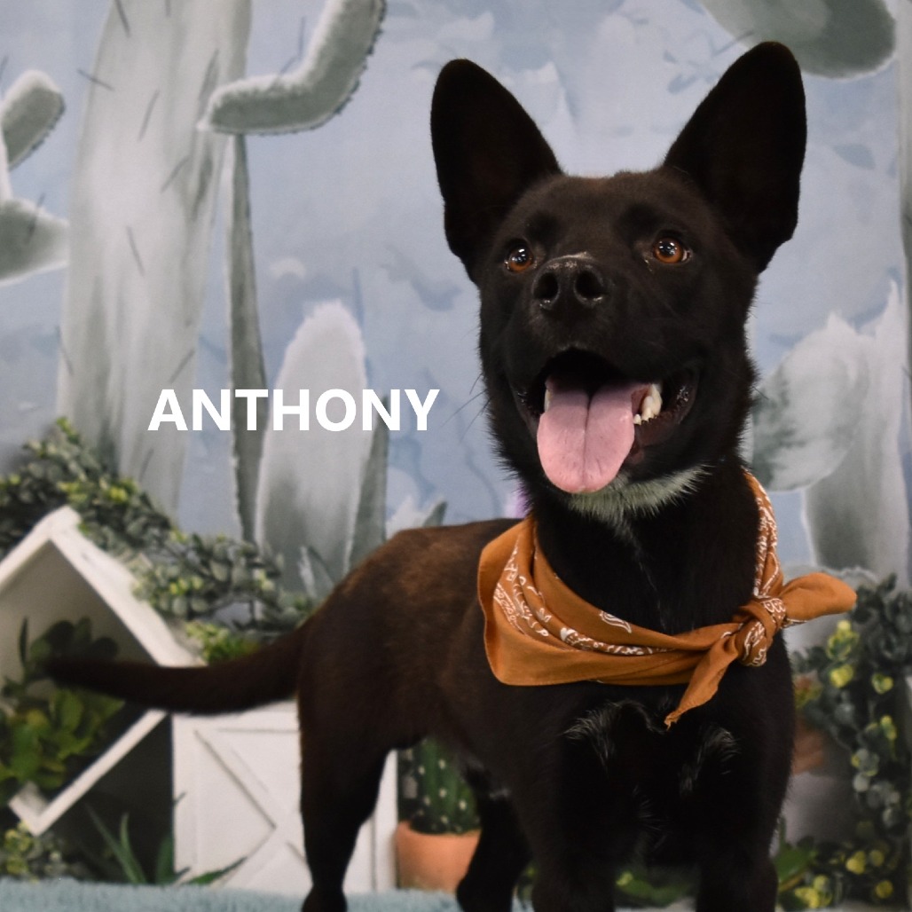 Anthony