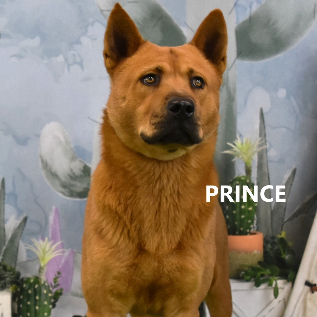 prince 