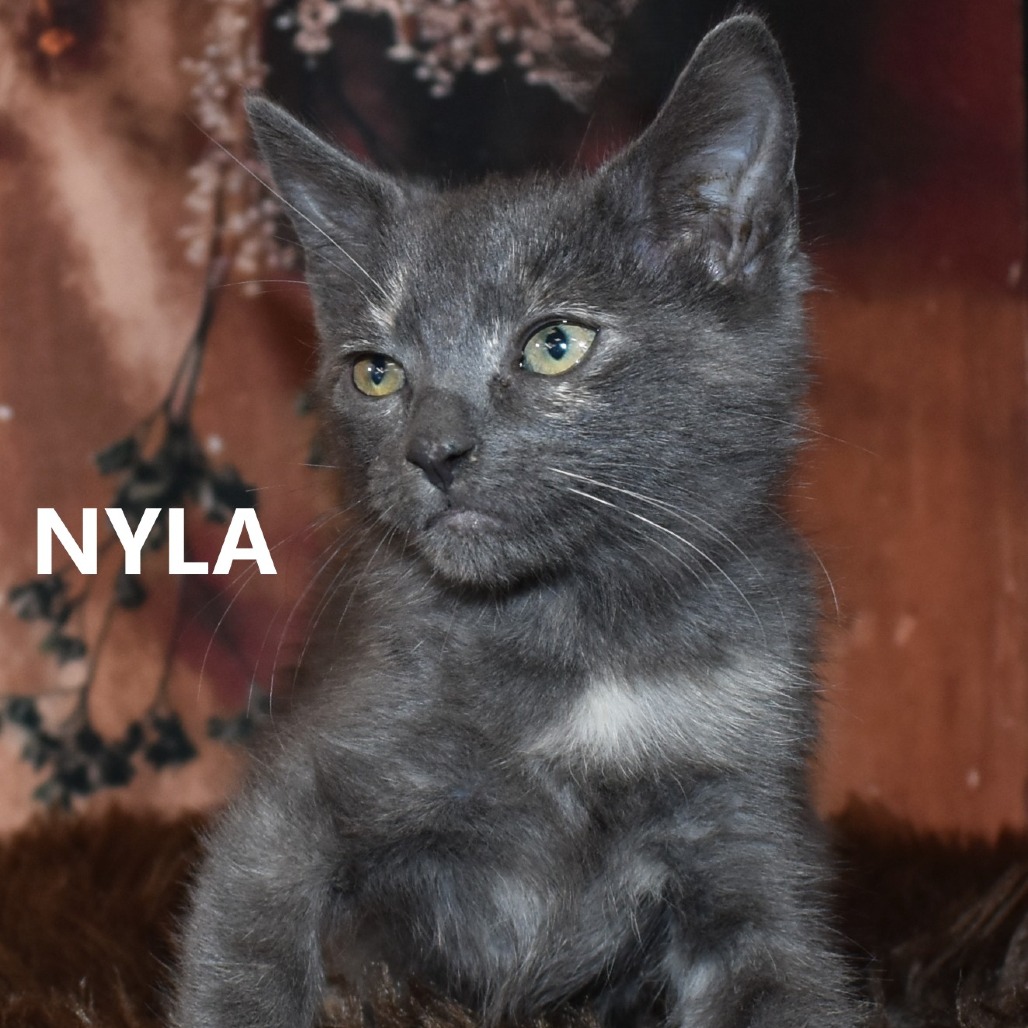Nyla