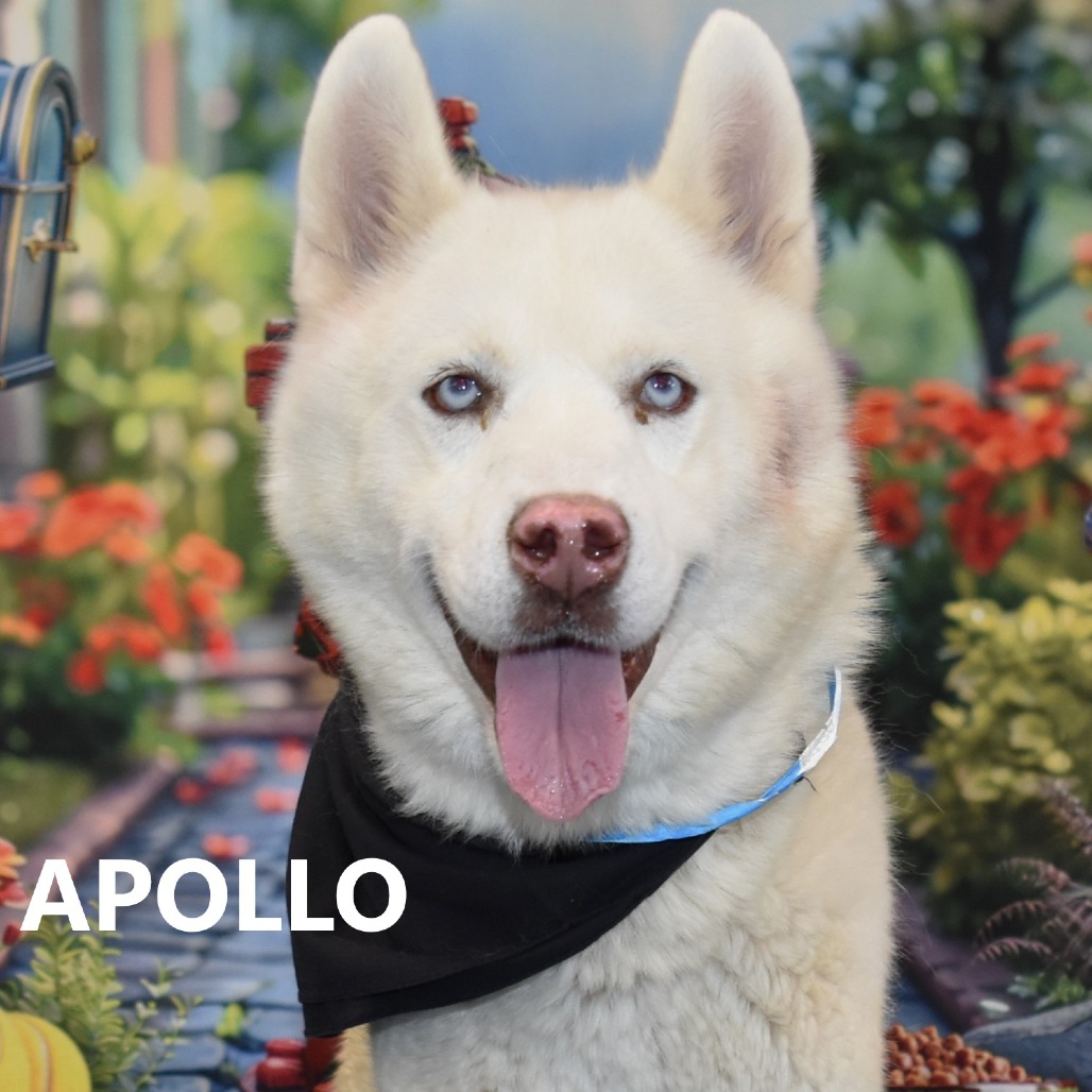 Apollo 