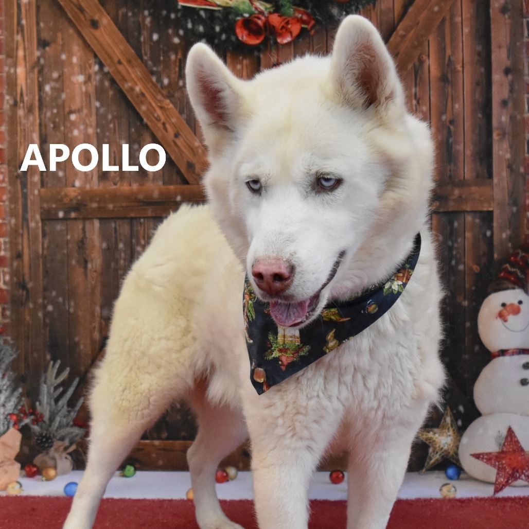 Apollo 