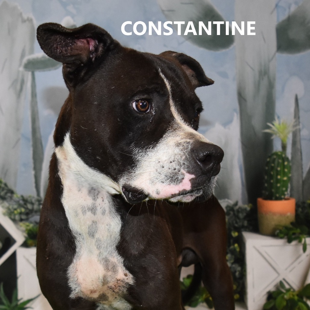 Constantine 
