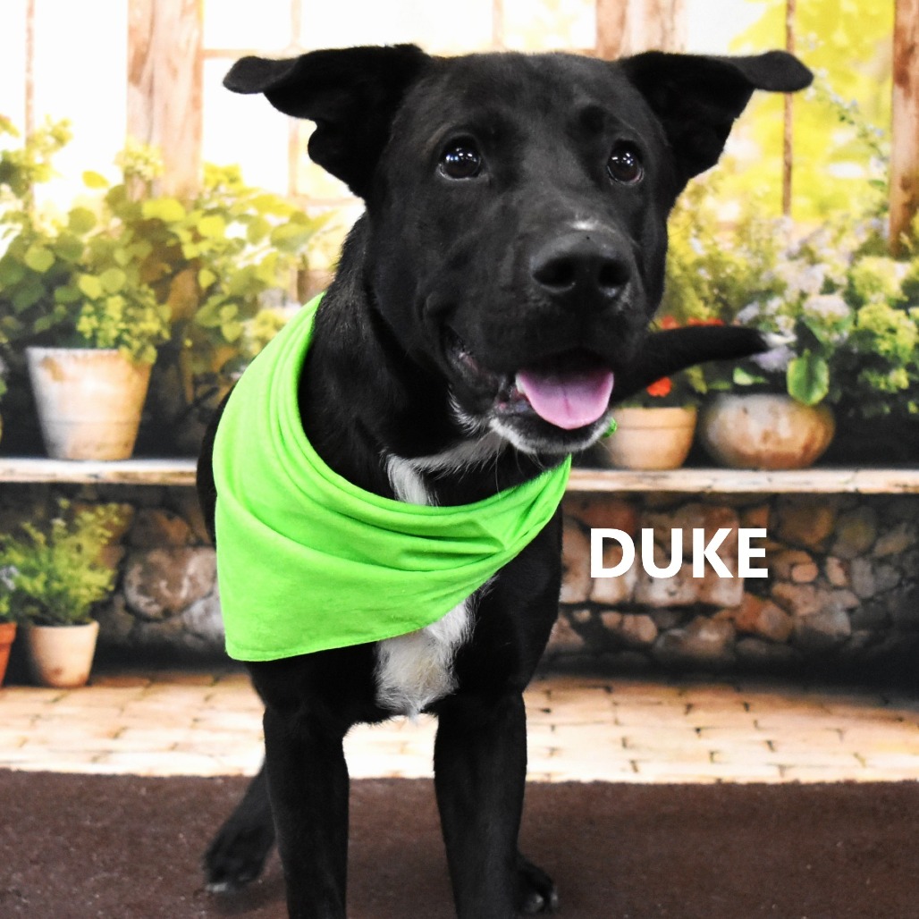 Duke