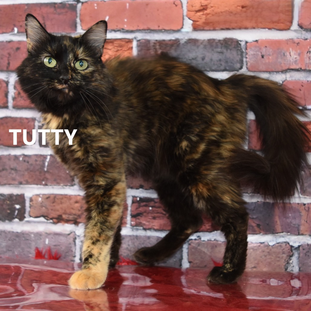 Tutty