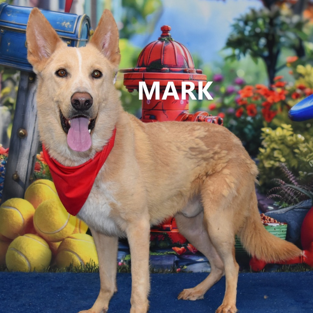 Mark