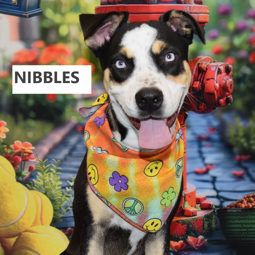 Nibbles 
