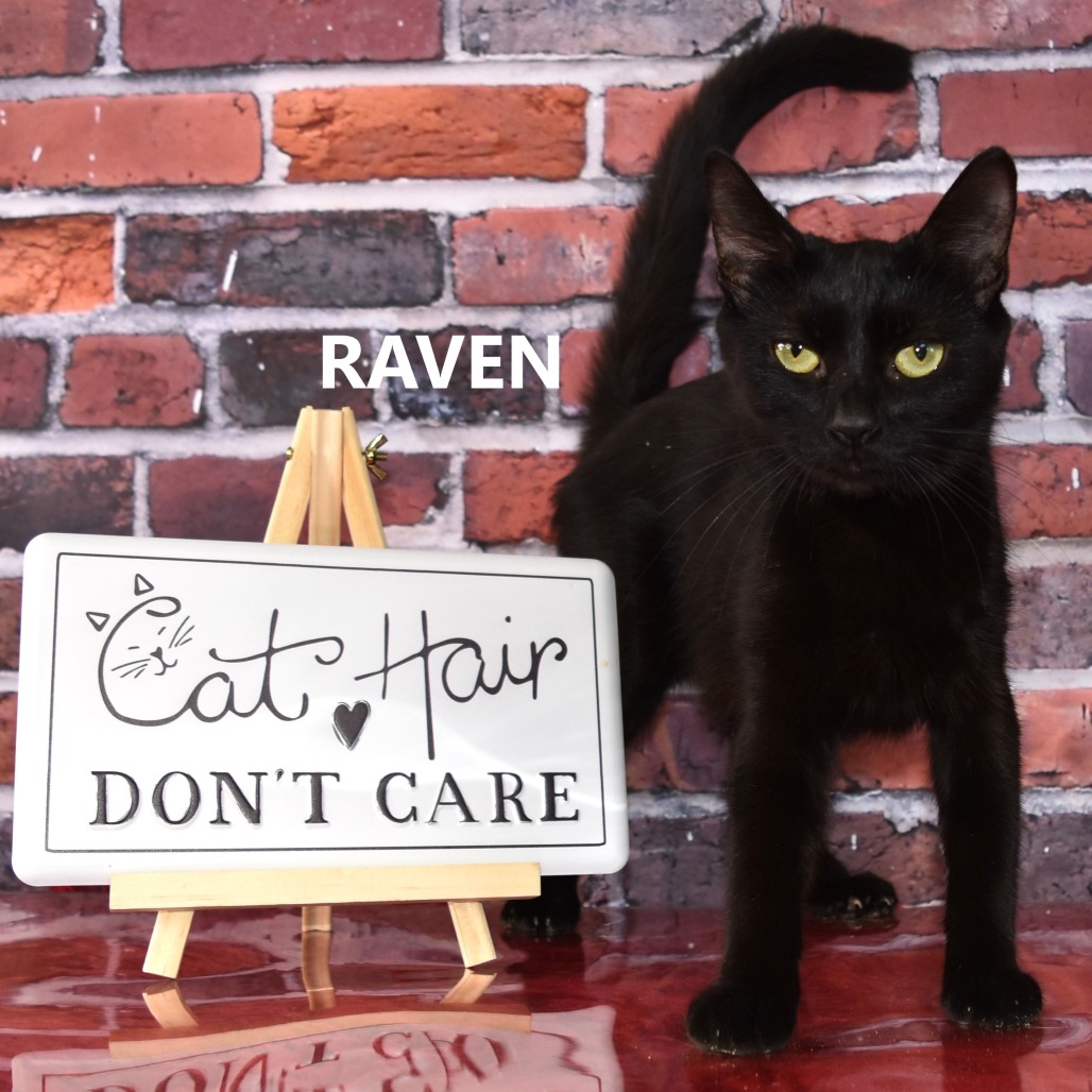 Raven