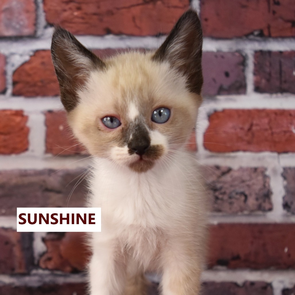 Sunshine