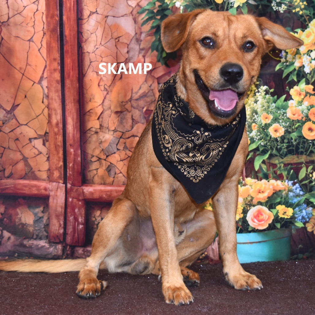 Skamp