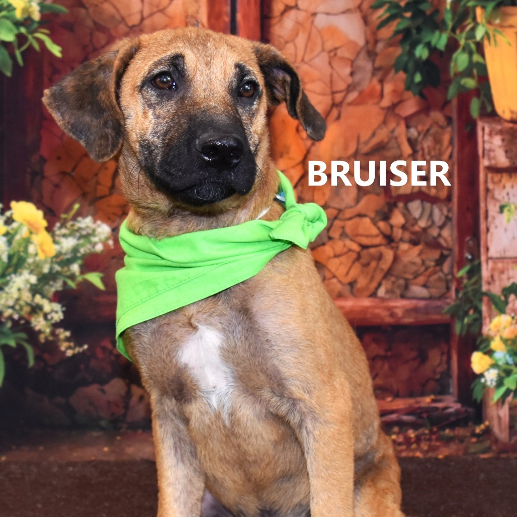 Bruiser