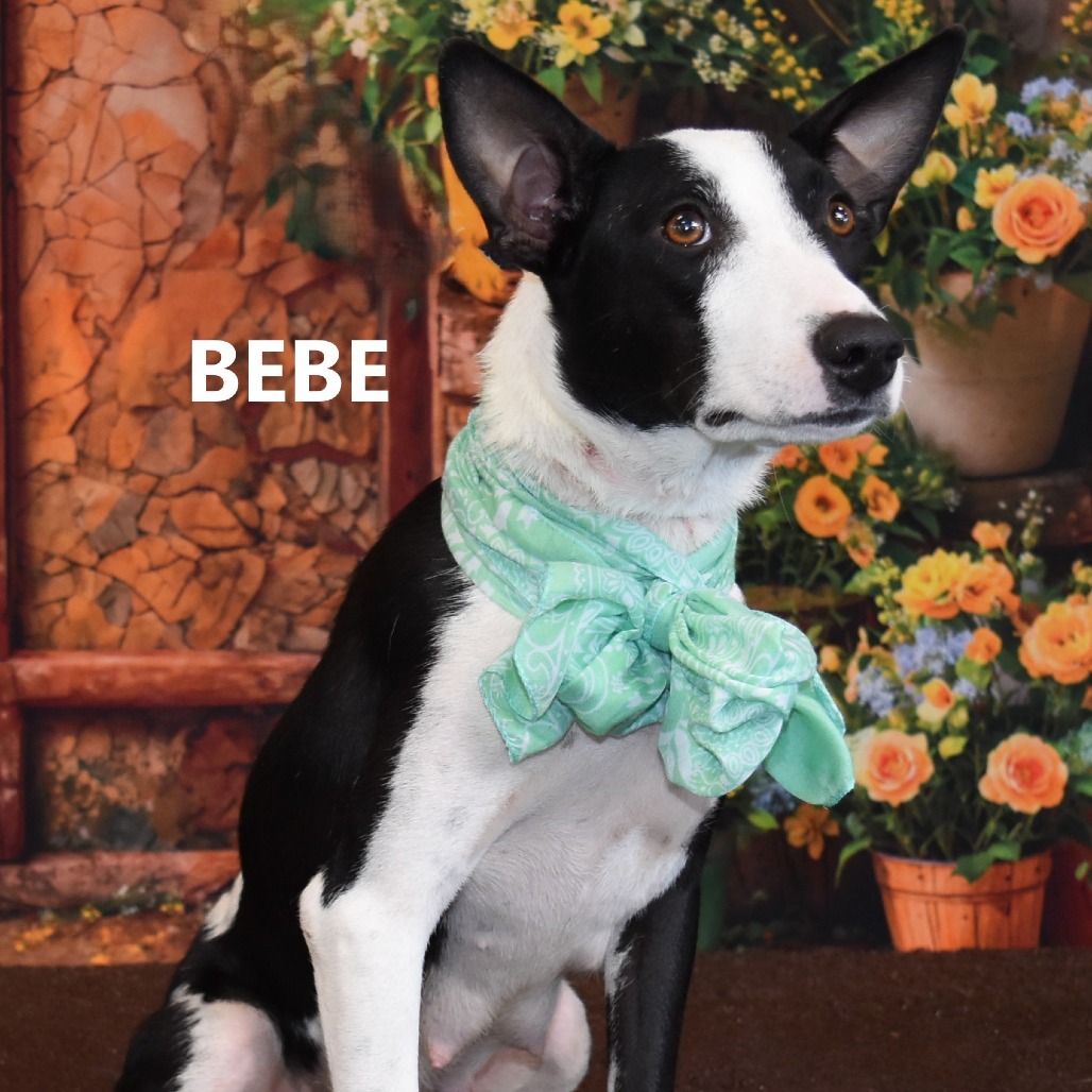 Bebe 