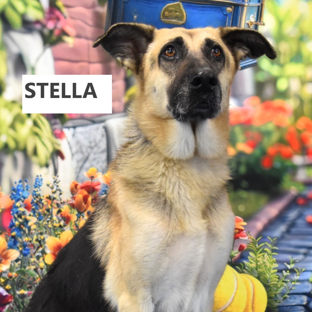 Stella 