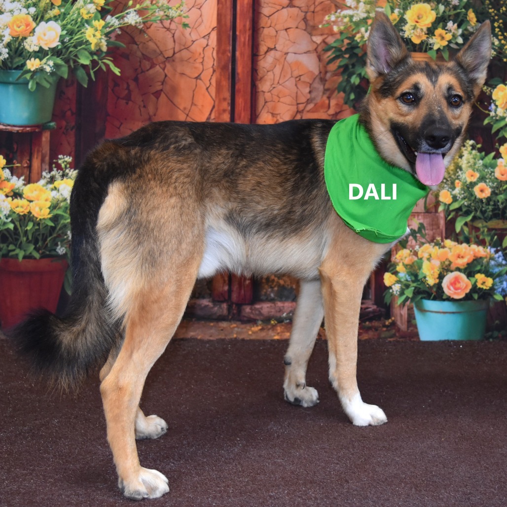 Dali
