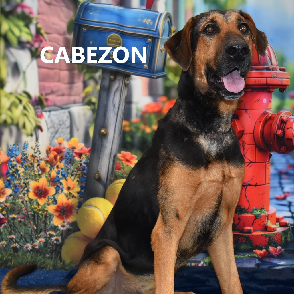 Cabezon