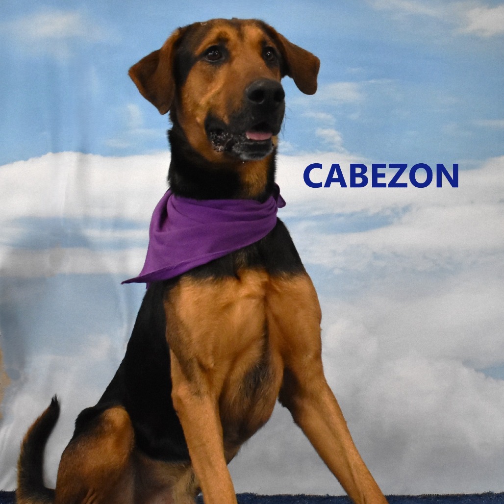 Cabezon