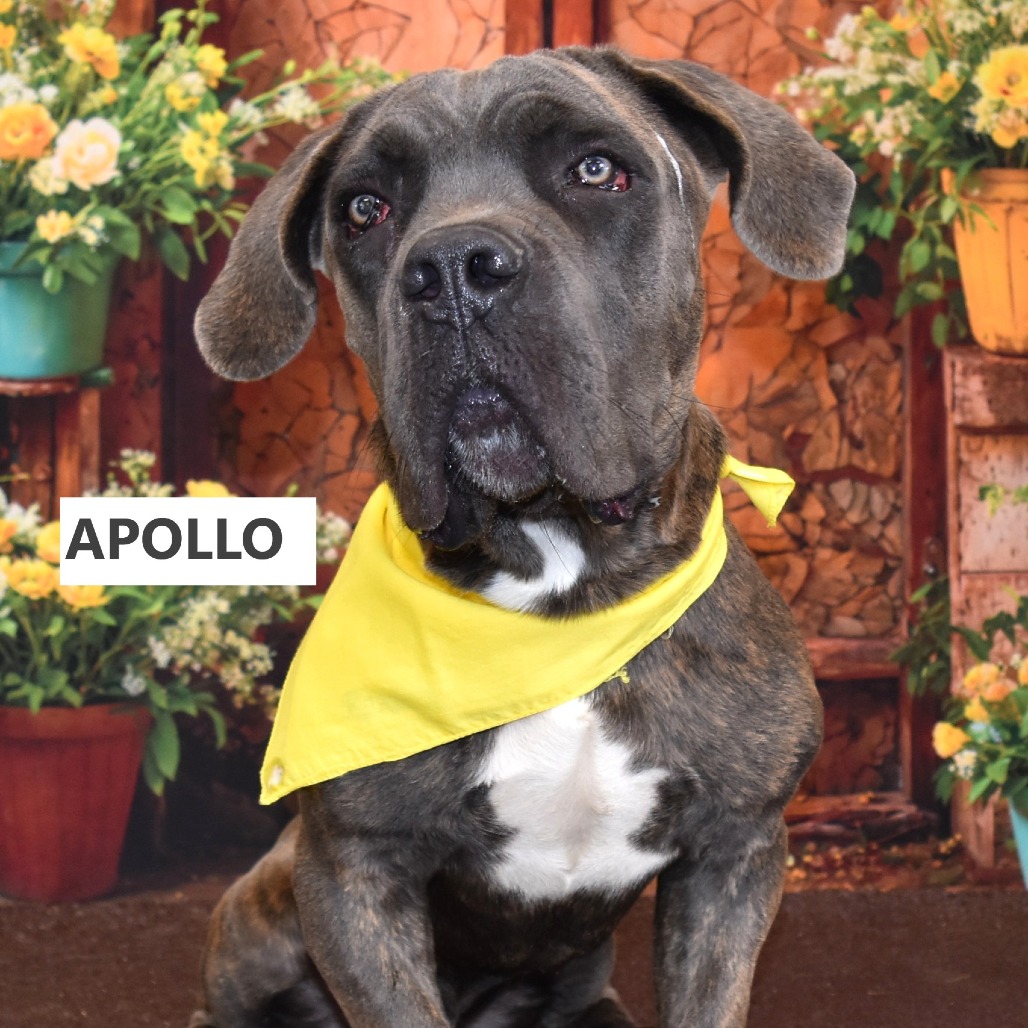 Apollo